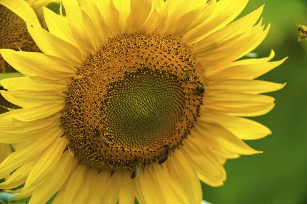 Słonecznik Pszczoły Ogrodzie Makro Makro — Zdjęcie stockowe