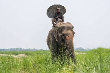 Bir dişi fil sürme şemsiye ile fil veya fil binici. Chitwan Milli Parkı, Nepal. Yaz 2018. Yaban hayatı ve kırsal fotoğraf. Evcil hayvan olarak Asya filler