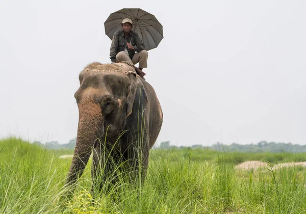 Mahout Eller Elefant Rider Med Paraply Rider Kvinnlig Elefant Chitwan — Stockfoto