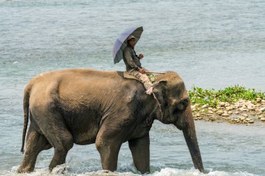 Nehirde bir dişi fil sürme fil veya fil binici. Chitwan Milli Parkı, Nepal. Yaz 2018. Yaban hayatı ve kırsal fotoğraf. Evcil hayvan olarak Asya filler
