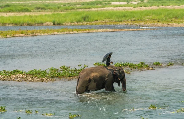 Mahout Elefante Montando Elefante Fêmea Rio Parque Nacional Chitwan Nepal — Fotografia de Stock