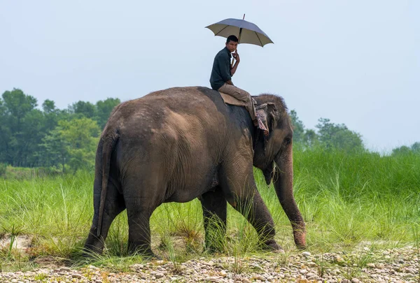 Mahout Jinete Elefante Con Paraguas Montando Elefante Hembra Parque Nacional —  Fotos de Stock