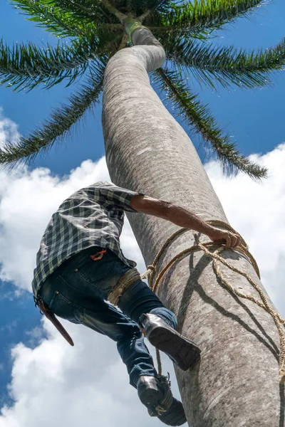 Ενήλικο Αρσενικό Ανεβαίνει Ψηλά Καρύδας Δέντρο Σχοινί Για Πάρει Καρύδια — Φωτογραφία Αρχείου
