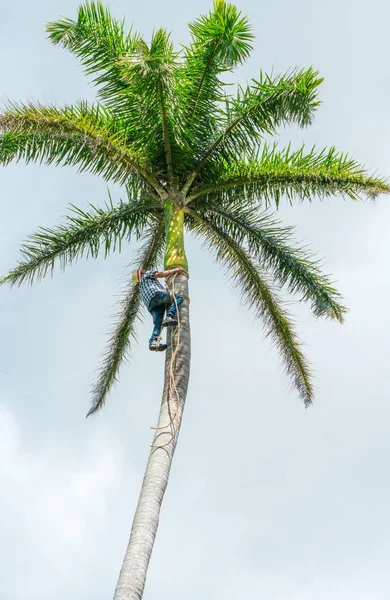 Homem Adulto Sobe Coqueiro Alto Com Corda Para Obter Nozes — Fotografia de Stock