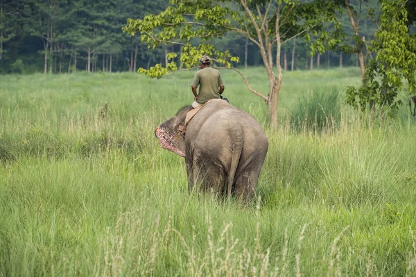 Mahout Elefante Montando Elefante Fêmea Vida Selvagem Foto Rural Elefantes — Fotografia de Stock