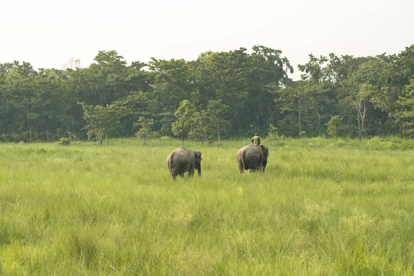 Elefánthajcsár Vagy Elefánt Két Elefánt Egy Réten Lovas Vadon Élő — Stock Fotó