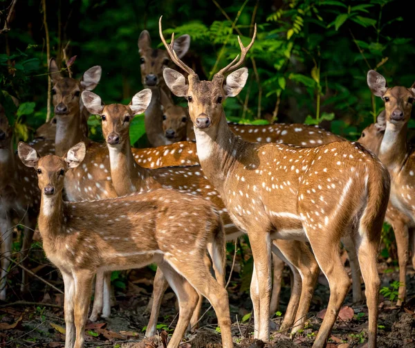 Sika Spotted Deers Herd Jungle Wildlife Animal Photo Japanese Deer — Stock Photo, Image