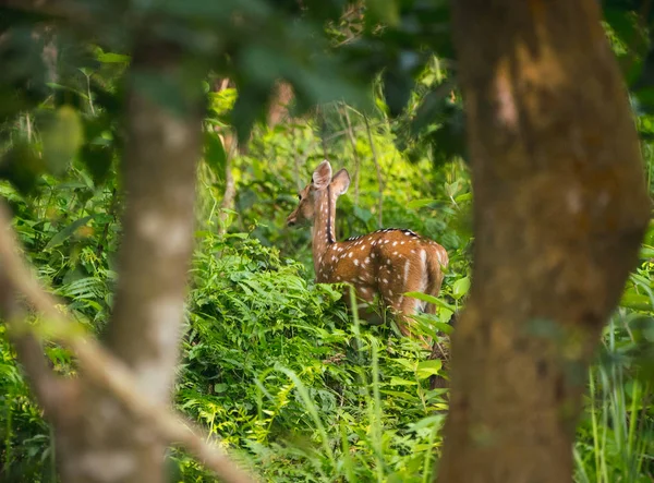 Viu Sika Veado Selva Vida Selvagem Foto Animal Cervos Japoneses — Fotografia de Stock