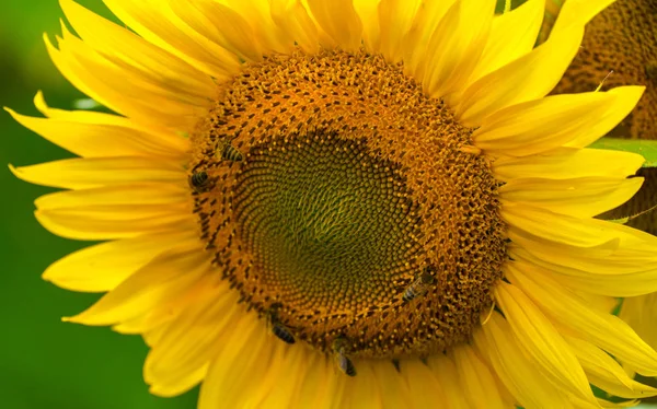 Słonecznik Pszczoły Ogrodzie Makro Makro — Zdjęcie stockowe