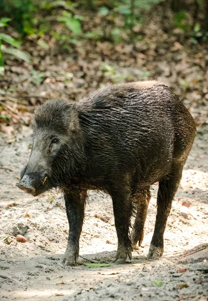 Javali Selvagem Macho Alimentando Selva Ásia Vida Selvagem Animal Foto — Fotografia de Stock