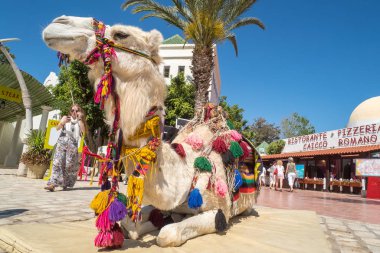 Deve Hammamet eski şehirde turist binme. Tunus'ta Mayıs 2016 yılında yakalanan