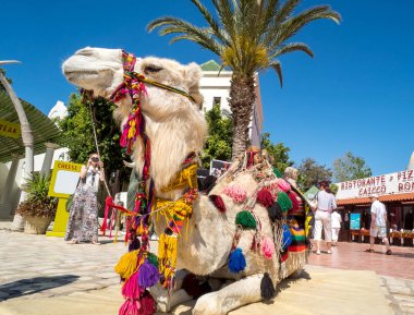 Deve Hammamet eski şehirde turist binme. Tunus'ta Mayıs 2016 yılında yakalanan