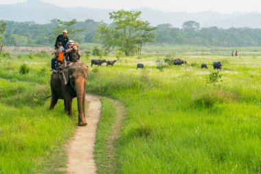 Turistler elelphant ormanda binmek. Arka plan üzerinde bufalo sürüsü. 2018 Chitwan, Nepal, yaz aylarında yakalanan