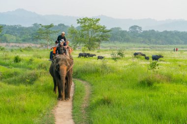 Turistler elelphant ormanda binmek. Arka plan üzerinde bufalo sürüsü. 2018 Chitwan, Nepal, yaz aylarında yakalanan