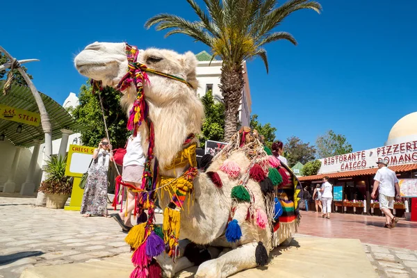 Deve Hammamet eski şehirde turist binme. Tunus'ta Mayıs 2016 yılında yakalanan