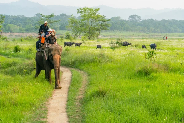 Turister Elelphant Rida Djungeln Buffalo Besättningen Bakgrunden Fångas Chitwan Nepal — Stockfoto