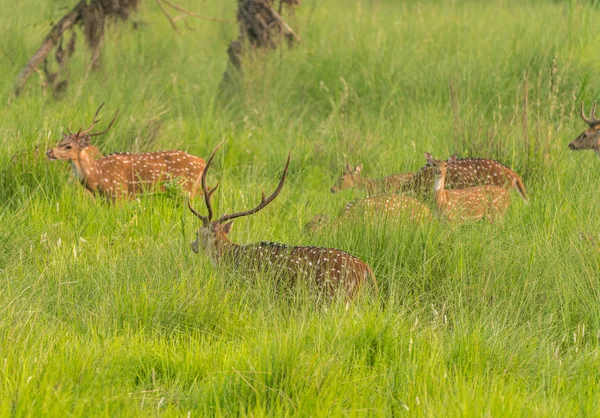 Sika 발견된 Deers 코끼리 잔디에 사진입니다 Cervus Nippon — 스톡 사진