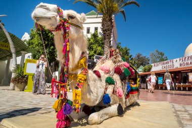 Deve Hammamet eski şehirde turist binme. Tunus'ta Mayıs 2016 yılında yakalanan