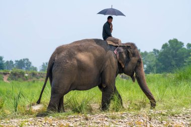 Bir dişi fil sürme şemsiye ile fil veya fil binici. Chitwan Milli Parkı, Nepal. Yaz 2018. Yaban hayatı ve kırsal fotoğraf. Evcil hayvan olarak Asya filler