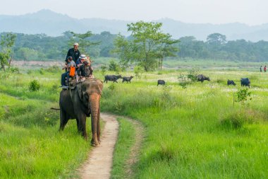 Turistler elelphant ormanda binmek. Arka plan üzerinde bufalo sürüsü. 2018 Chitwan, Nepal, yaz aylarında yakalanan