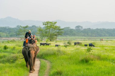 Turistler elelphant ormanda binmek. Arka plan üzerinde bufalo sürüsü. 2018 Chitwan, Nepal, yaz aylarında yakalanan