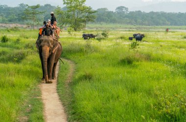 Turistler elelphant ormanda binmek. Arka plan üzerinde bufalo sürüsü. 2018 Chitwan, Nepal, yaz aylarında yakalanan