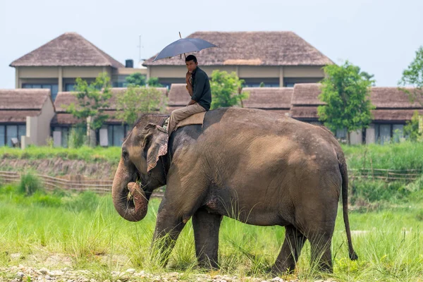 Mahout Jinete Elefante Con Paraguas Montando Elefante Femenino Cerca Hotel —  Fotos de Stock