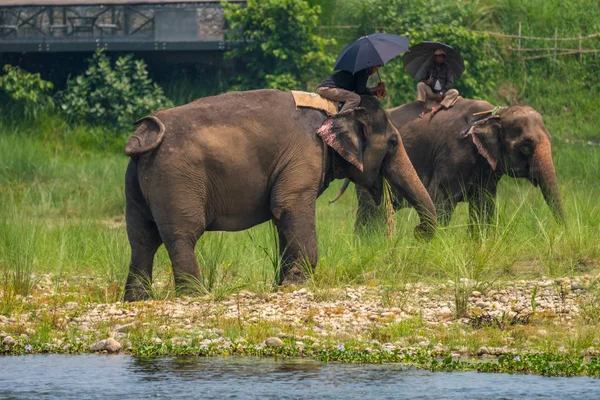 Mahouter Eller Elefant Ryttare Med Paraplyer Rider Kvinnliga Elefanter Nära — Stockfoto