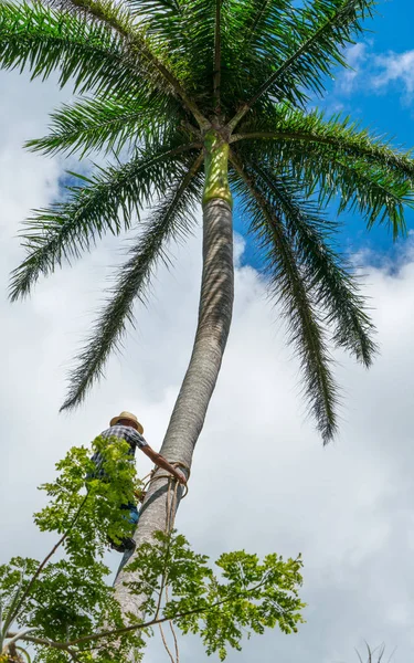 Homem Adulto Sobe Coqueiro Alto Com Corda Para Obter Nozes — Fotografia de Stock