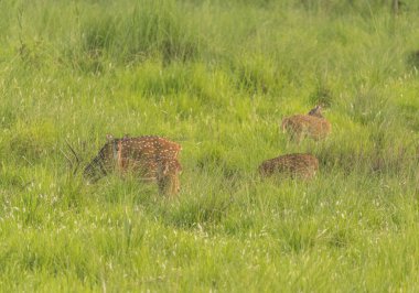 Sika veya benekli geyikler de fil cephede sürüsü. Hayvan ve yaban hayatı fotoğraf. Japon geyik Cervus nippon