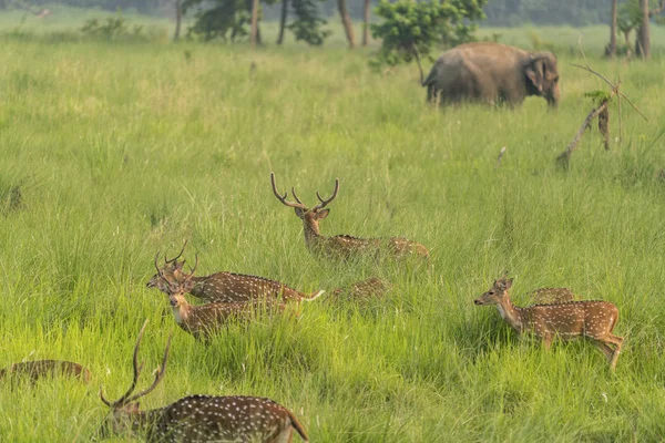 Sika Ciervos Manchados Rebaño Hierba Elefante Vida Silvestre Fotografía Animales — Foto de Stock