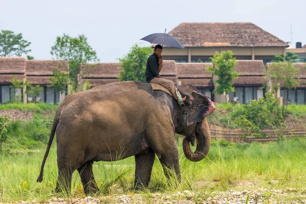 Mahout 或大象骑手在豪华酒店附近骑着一只雌性大象 奇旺国家公园 尼泊尔 2018夏季 野生动物和乡村照片 亚洲大象作为家畜 — 图库照片