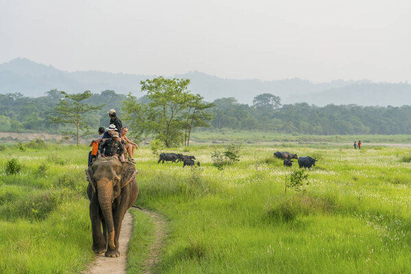 Tourists elelphant ride in the jungle.  Buffalo herd on the background. Captured in Chitwan, Nepal, Summer 2018