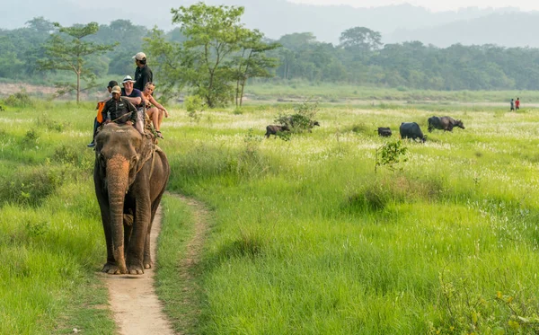 Turister Elelphant Rida Djungeln Buffalo Besättningen Bakgrunden Fångas Chitwan Nepal — Stockfoto