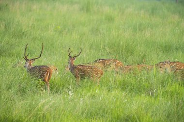 Sika veya benekli geyikler de fil cephede sürüsü. Hayvan ve yaban hayatı fotoğraf. Japon geyik Cervus nippon