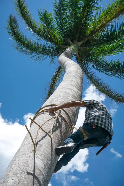 Maschio Adulto Sale Alto Albero Cocco Con Corda Ottenere Noci — Foto Stock