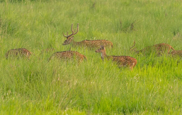Sika 발견된 Deers 코끼리 잔디에 사진입니다 Cervus Nippon — 스톡 사진