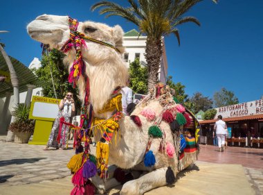 Deve Hammamet eski şehirde turist binme. Tunus'ta Mayıs 2016 yılında yakalanan