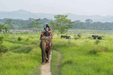 Turistler elelphant ormanda binmek. Arka plan üzerinde bufalo sürüsü. 2018 Chitwan, Nepal, yaz aylarında yakalanan