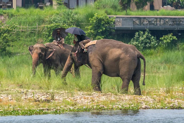 Mahouter Eller Elefant Ryttare Med Paraplyer Rider Kvinnliga Elefanter Nära — Stockfoto