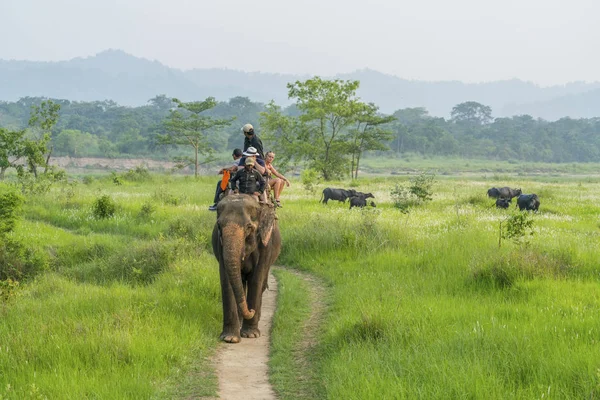 Turister Elelphant Rida Djungeln Buffalo Besättningen Bakgrunden Fångas Chitwan Nepal — Stockfoto