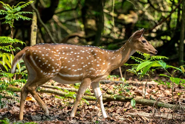 Viu Sika Veado Selva Vida Selvagem Foto Animal Cervos Japoneses — Fotografia de Stock