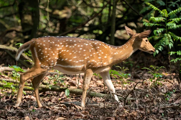 Viu Sika Veado Selva Vida Selvagem Foto Animal Cervos Japoneses — Fotografia de Stock