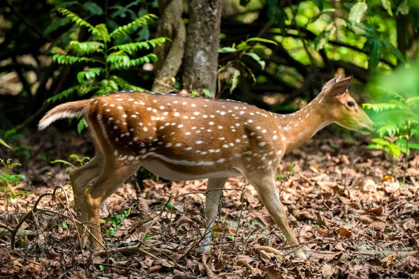 Viu Sika Veado Selva Vida Selvagem Foto Animal Cervos Japoneses — Fotografia de Stock