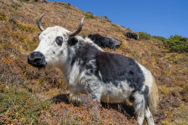 Yak Nak Pasture Grass Hills Himalayas Animals Nepal — Stock Photo, Image