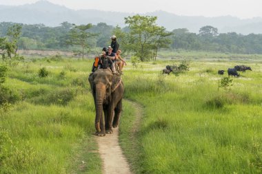 Turistler elelphant ormanda binmek. Arka plan üzerinde bufalo sürüsü. 2018 Chitwan, Nepal, yaz aylarında yakalanan