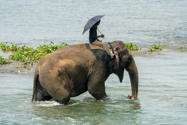 Mahout Або Слон Rider Їзда Жіночих Слон Річці Національному Парку — стокове фото