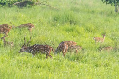 Sika veya benekli geyikler de fil cephede sürüsü. Hayvan ve yaban hayatı fotoğraf. Japon geyik Cervus nippon