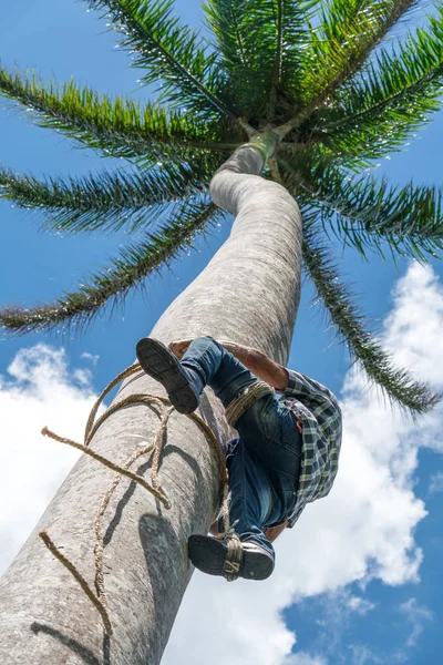 Дорослий Чоловік Піднімається Високе Кокосове Дерево Мотузкою Щоб Отримати Горіхи — стокове фото