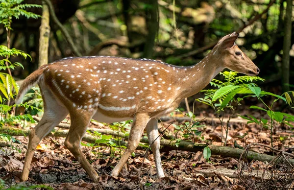 発見またはジャングルの中でエゾシカ 野生動物や動物の写真 日本語やぶちの鹿 — ストック写真